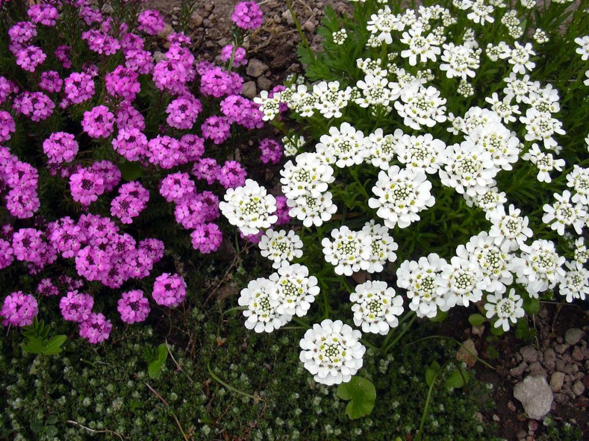Иберис sempervirens