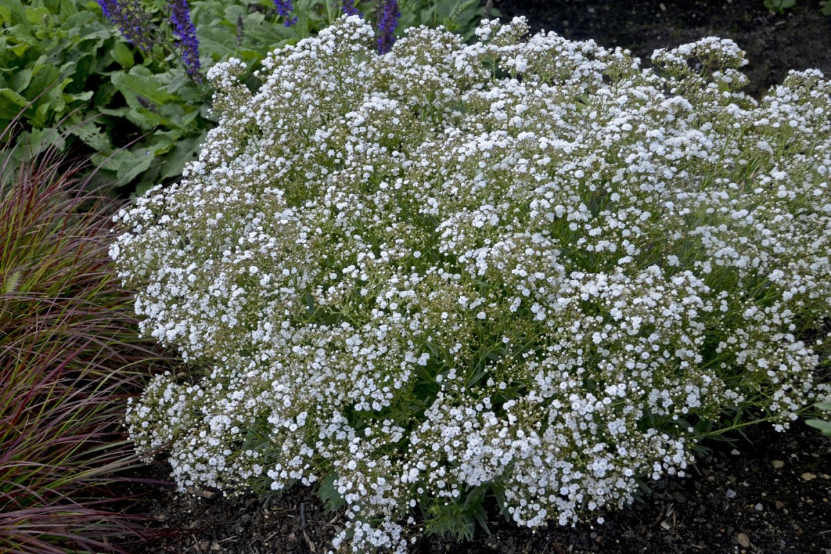 Качим метельчатый Gypsophila paniculata
