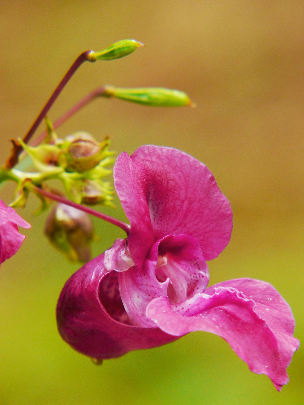 Himalayan balsam