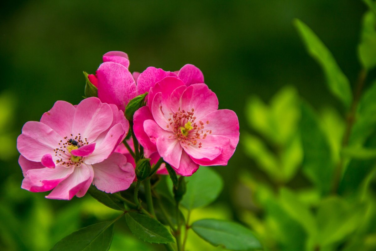 Розовые дикие цветы