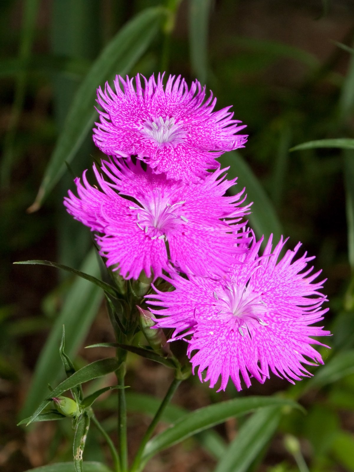 Гвоздика Евгении (Dianthus eugeniae Kleop.)
