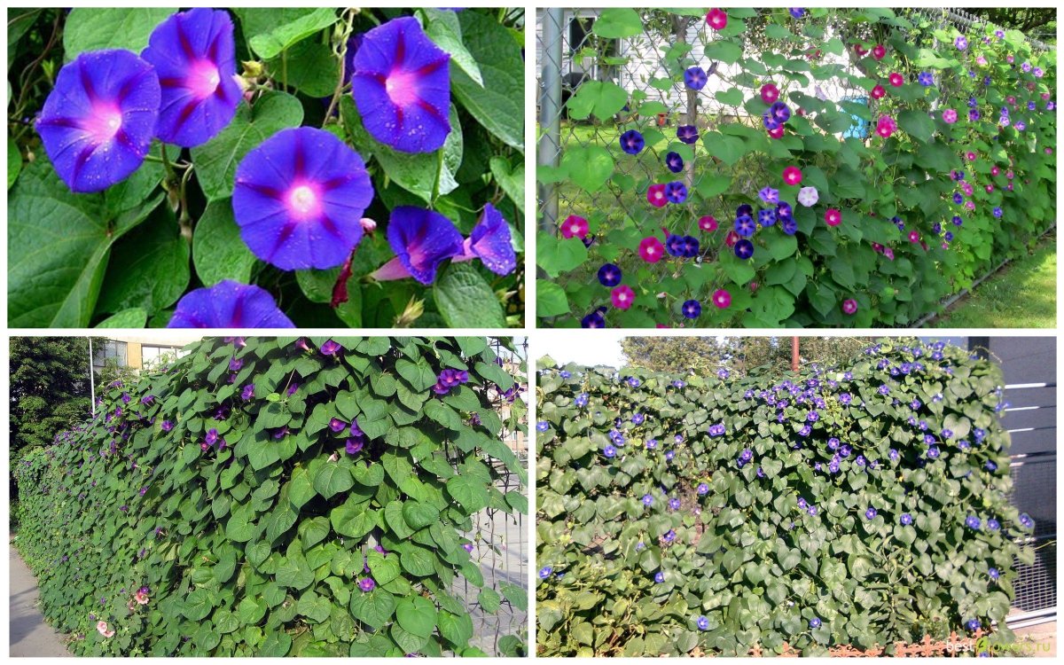 Ипомея colored Leafs