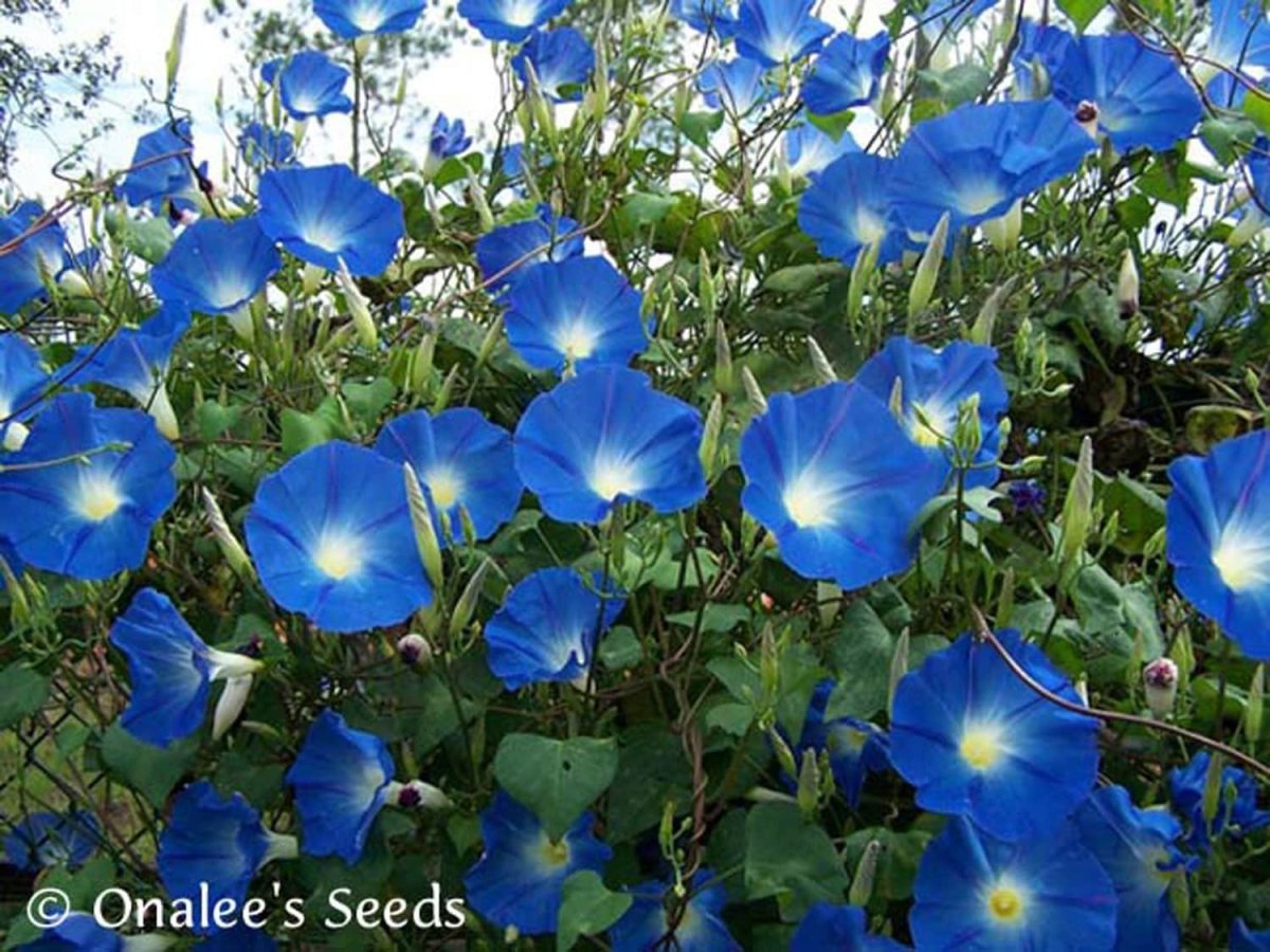 Ипомея трехцветная Ipomoea Tricolor