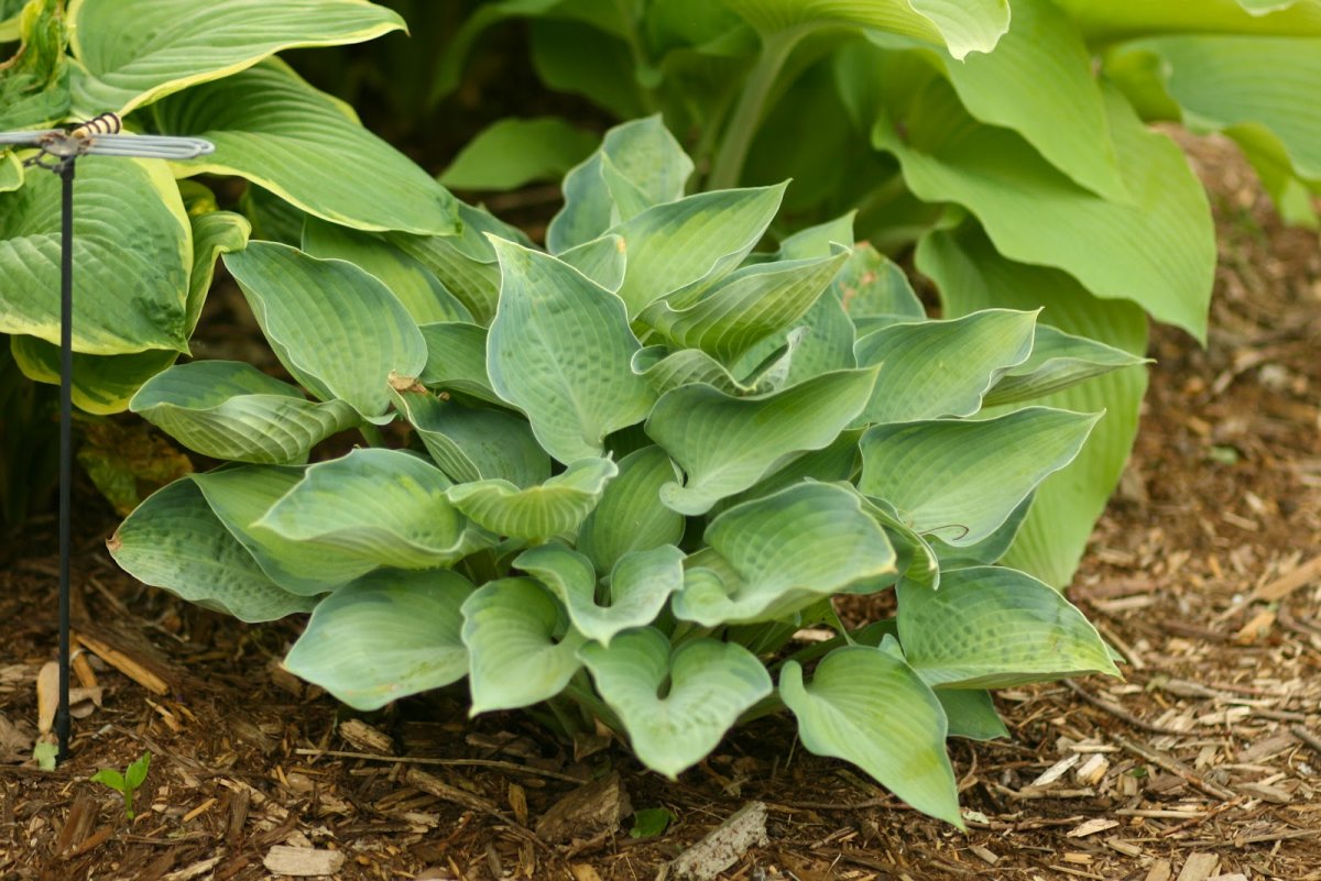 Hosta Punky