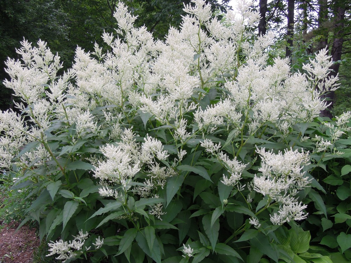 Персикария полиморфа (Горец)