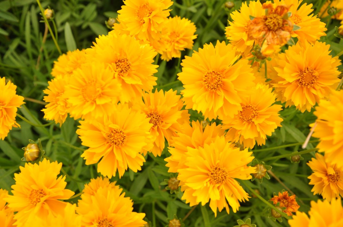 Кореопсис grandiflora
