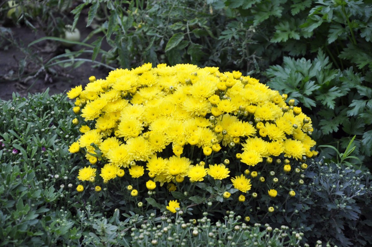 Невысокие желтые многолетние цветы