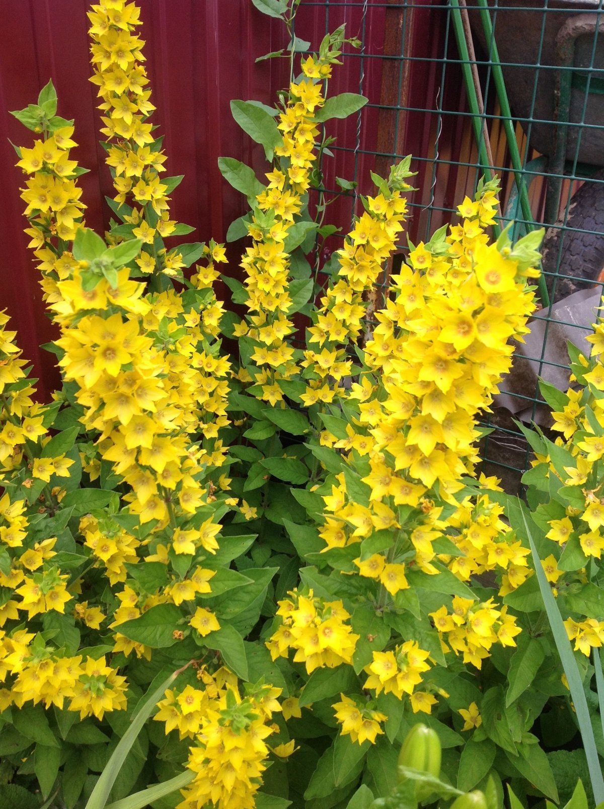 Вербейник точечный (Lysimachia punctata)
