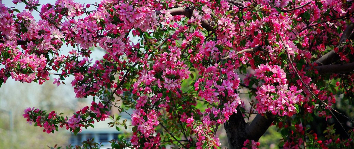 Южное дерево с цветами