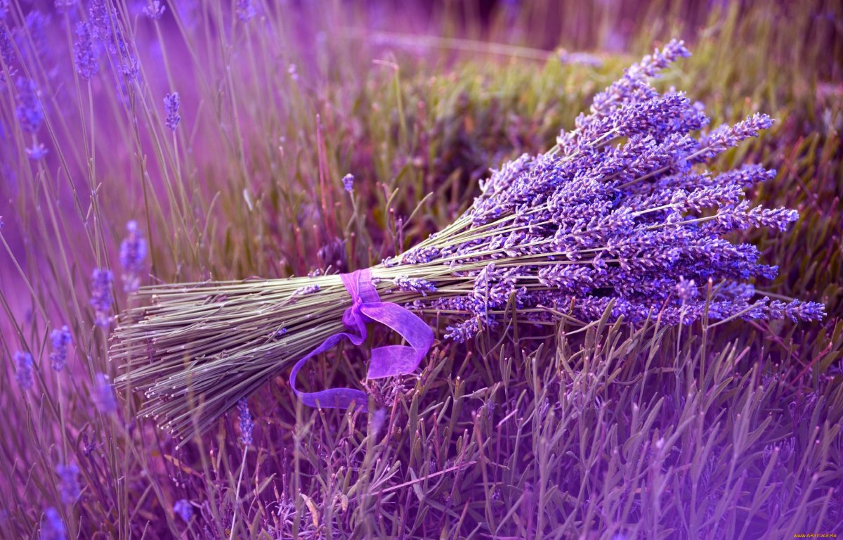 Лаванда крупнолистная