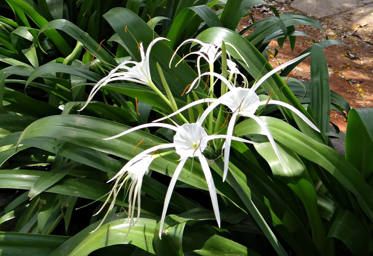Луковичное комнатное растение с белыми цветами