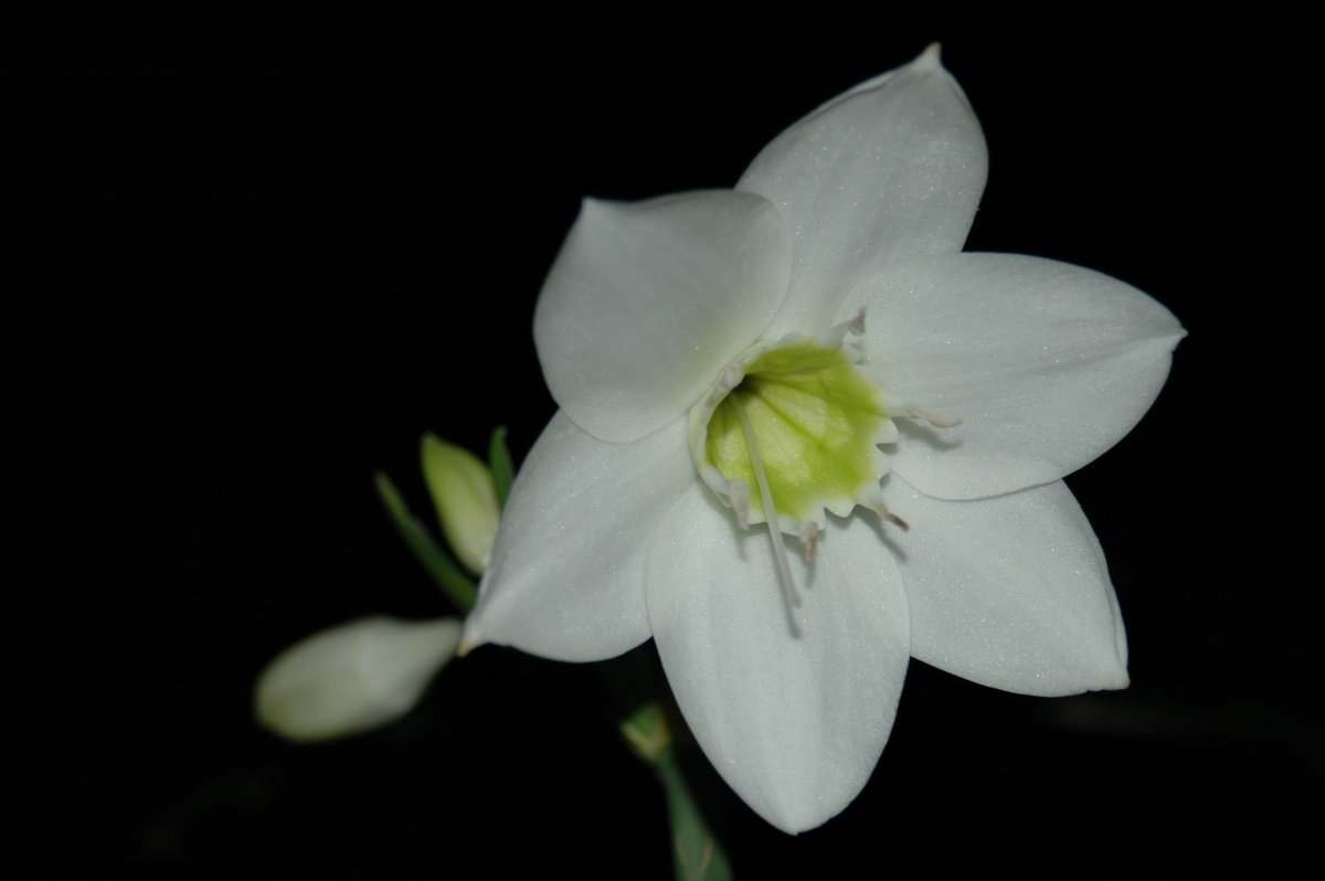 Eucharis moorei