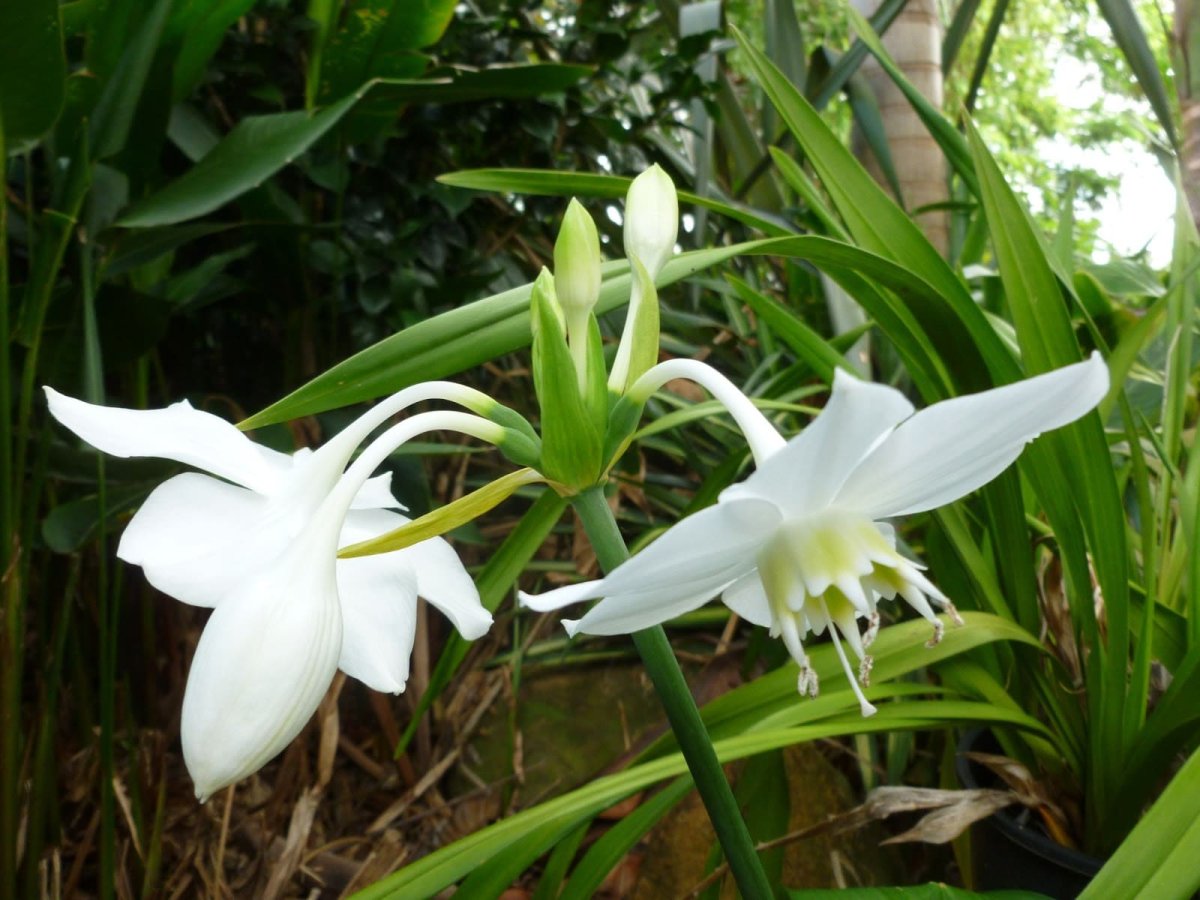 Эухарис Сандера (Eucharis sanderi)