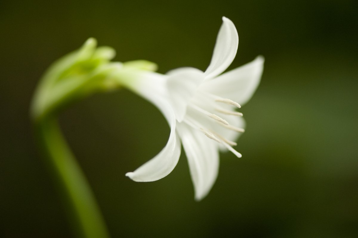Эухарис Сандера (Eucharis sanderi)