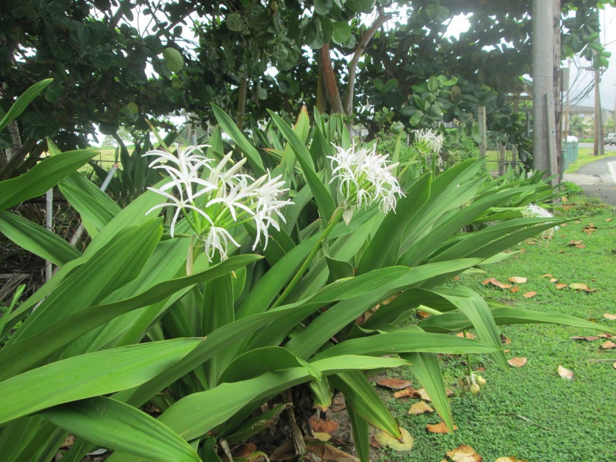 Crinum вариегатный