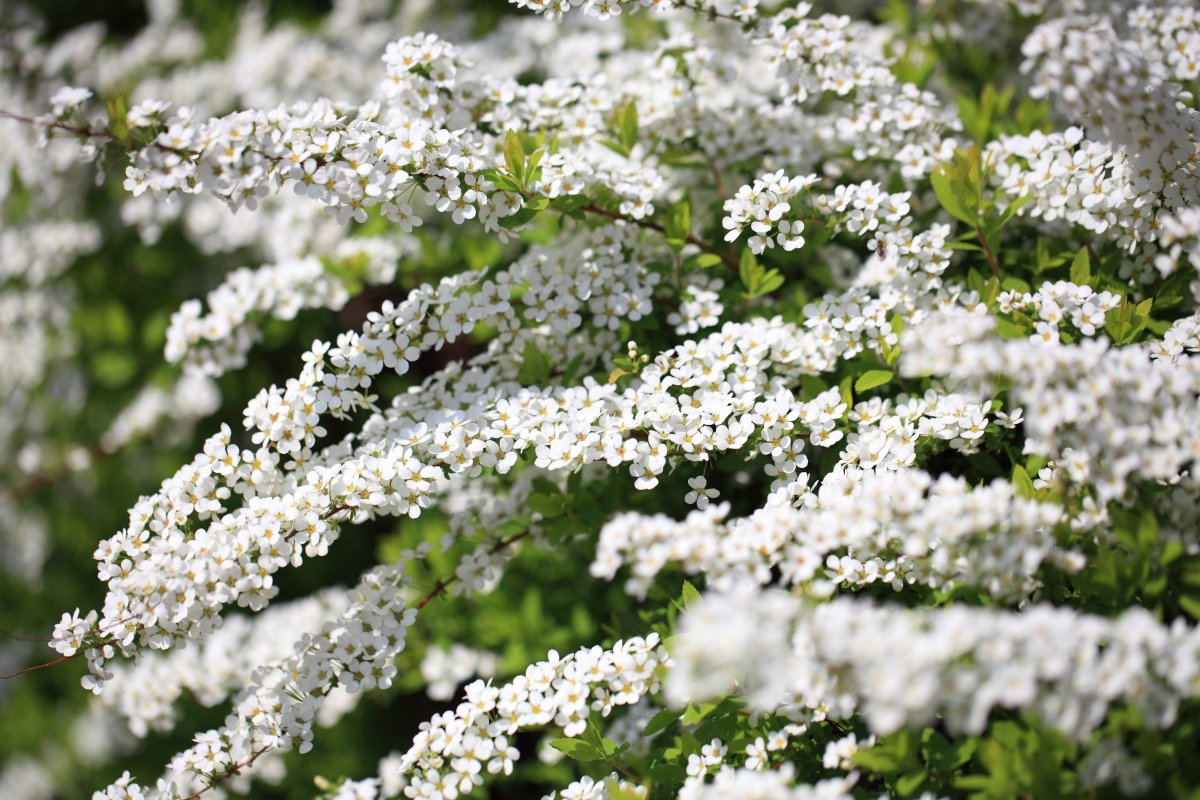 Кустарники цветущие весной белыми цветами