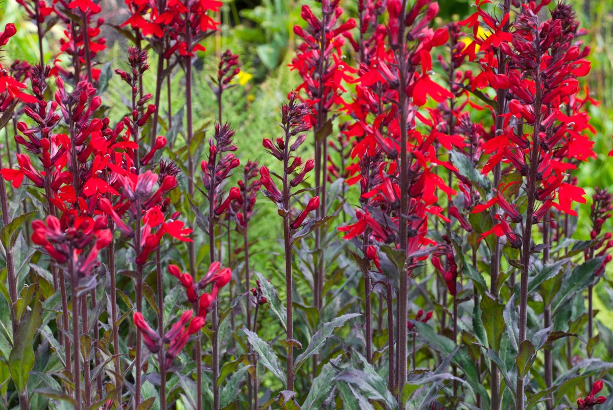 Lobelia Fulgens Queen Victoria