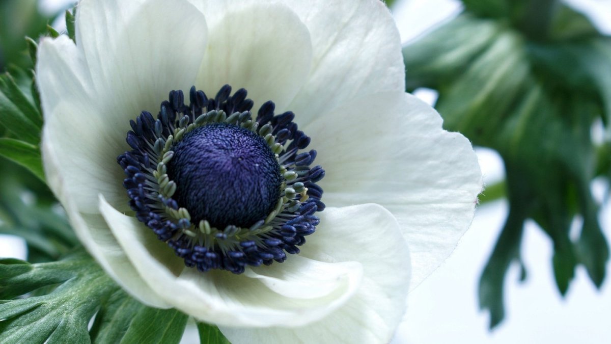 Анемон, ветреница (Anemone)
