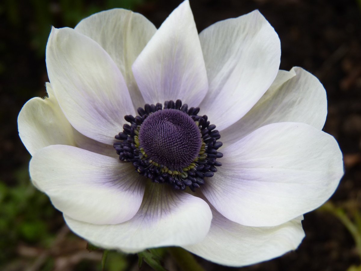 Анемона (Anemone)