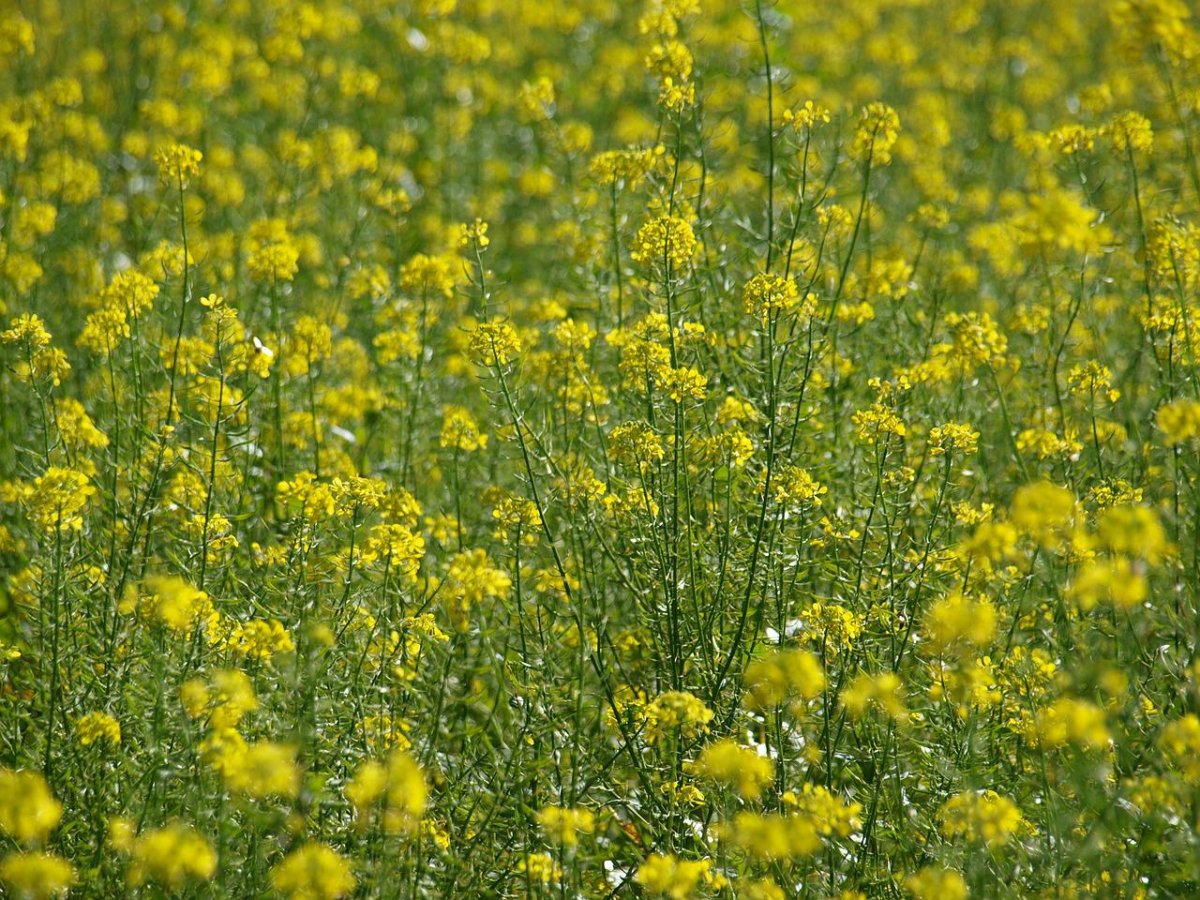 Желтые низкорослые полевые цветы
