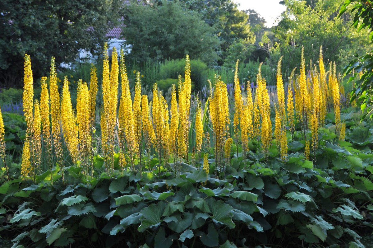 Бузульник Пржевальского Ligularia przewalskii