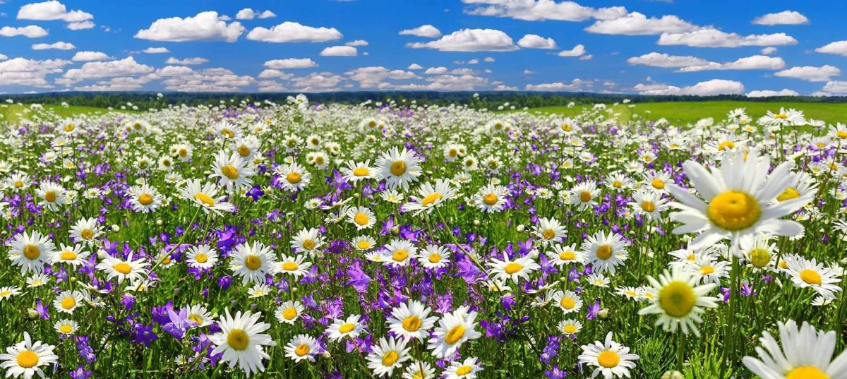 Ромашки панорама