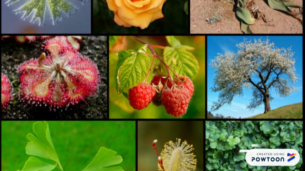 Растения (Plantae)