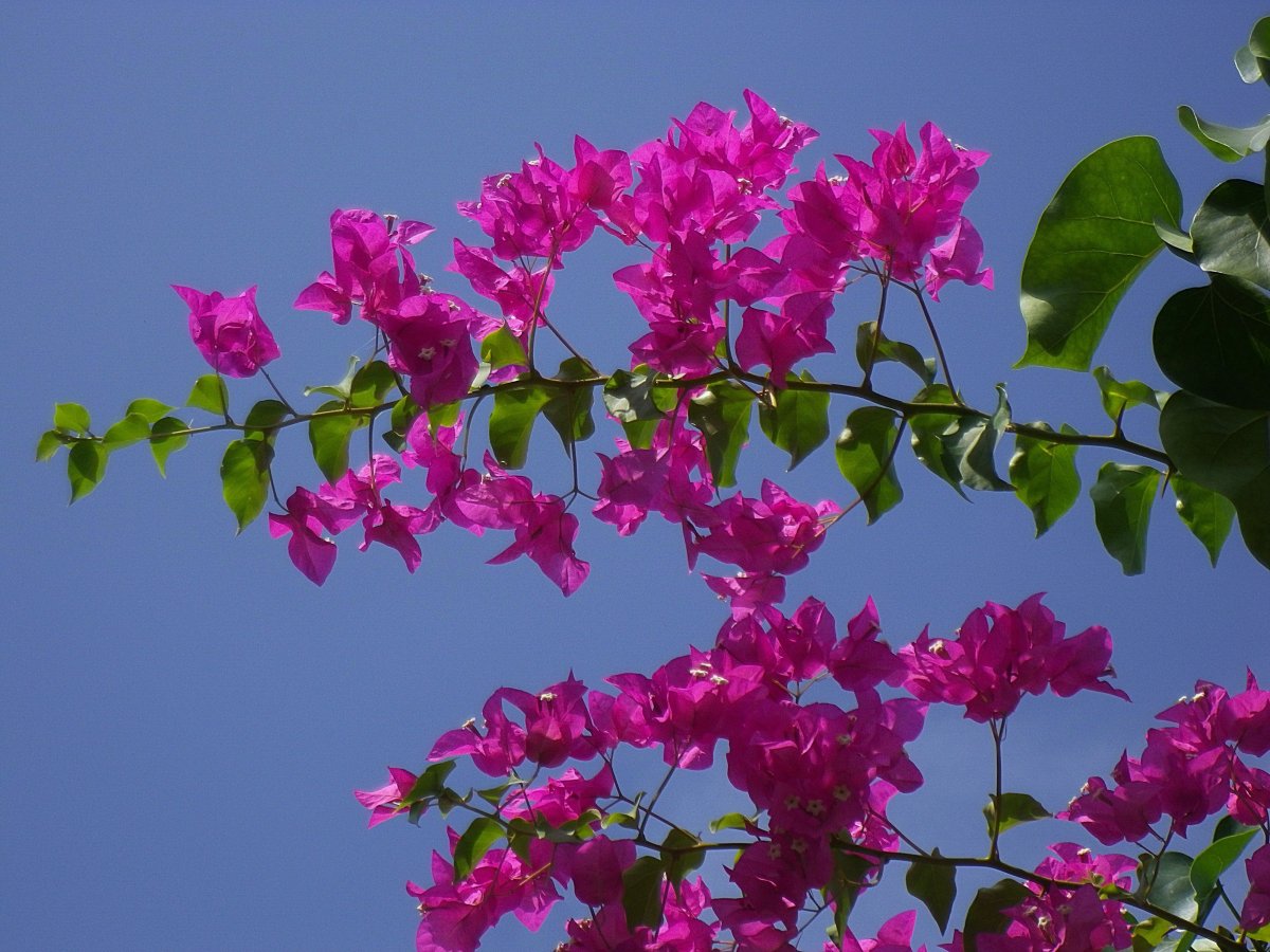 Бугенвиллия Pink Blossom