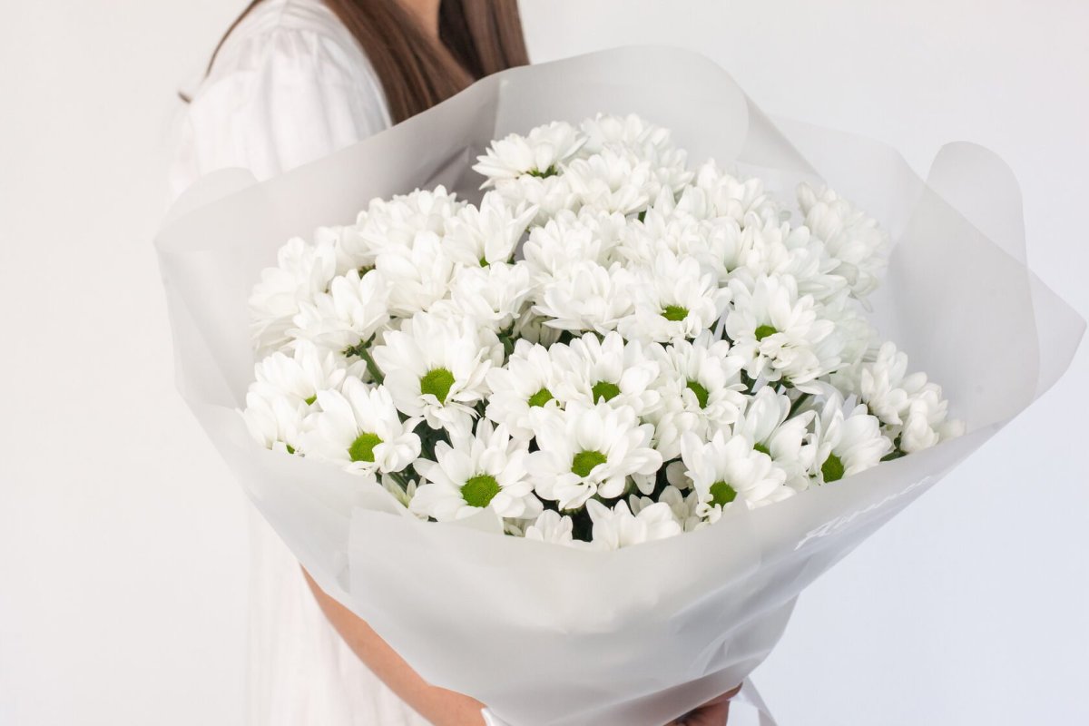 Хризантема сорта бакарди кустовая