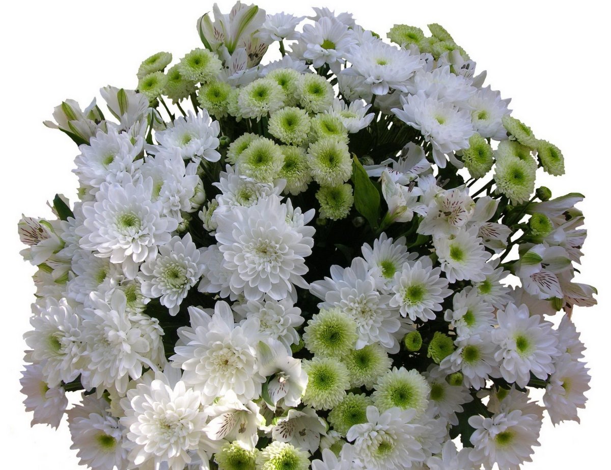 Хризантема Серенити Салмон