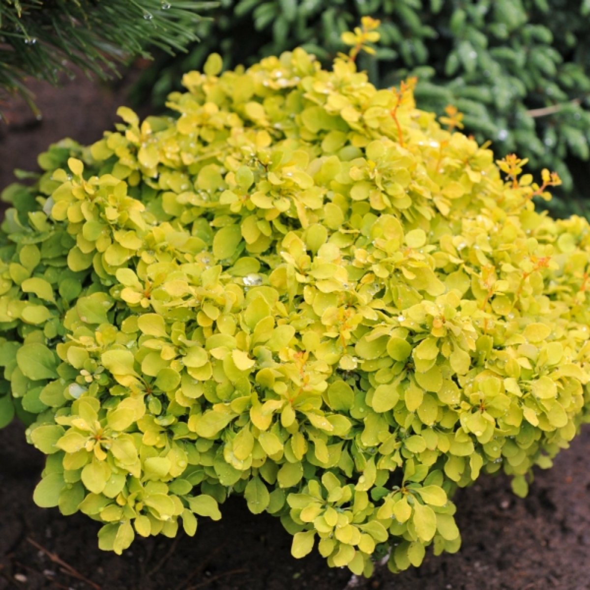 Berberis thunbergii Goldalita