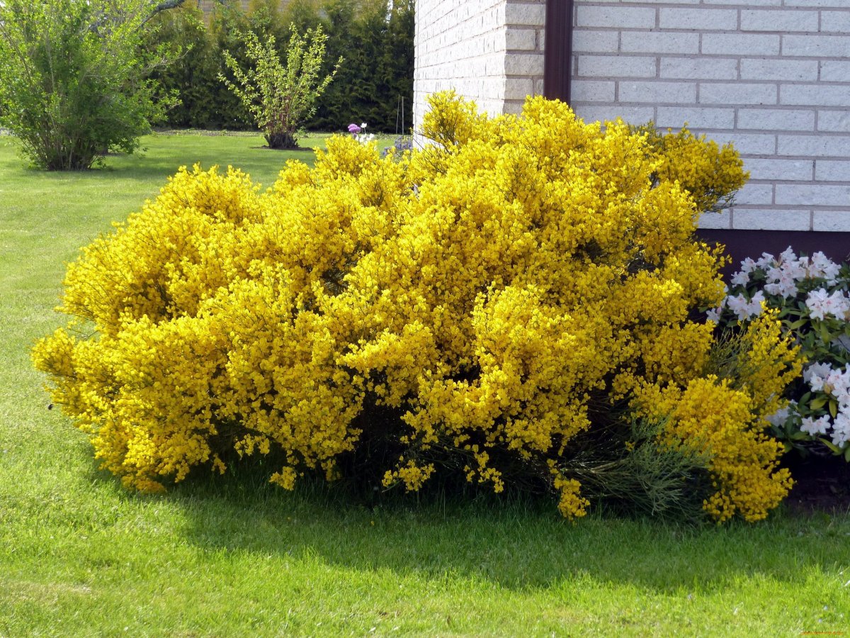 Низкорослый кустарник с желтыми цветами