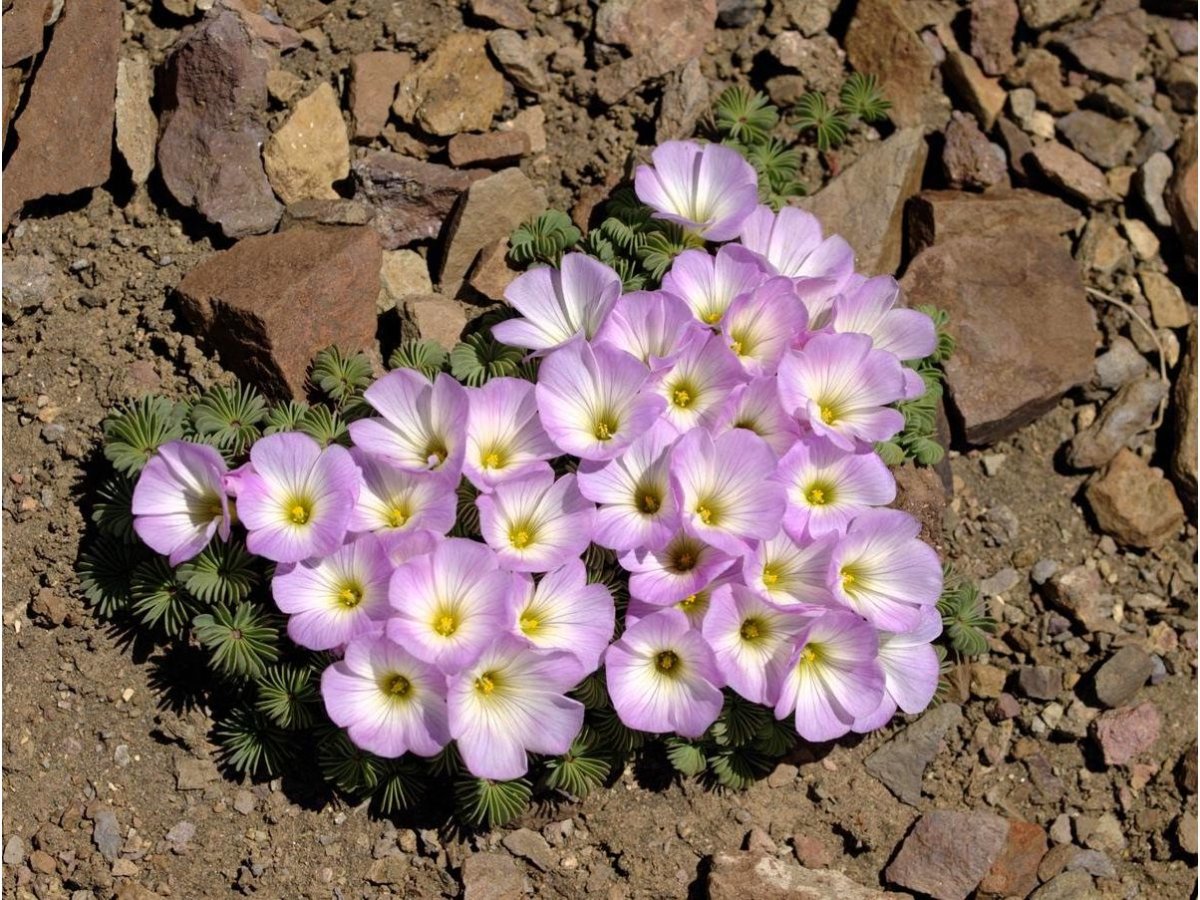 Oxalis adenophylla