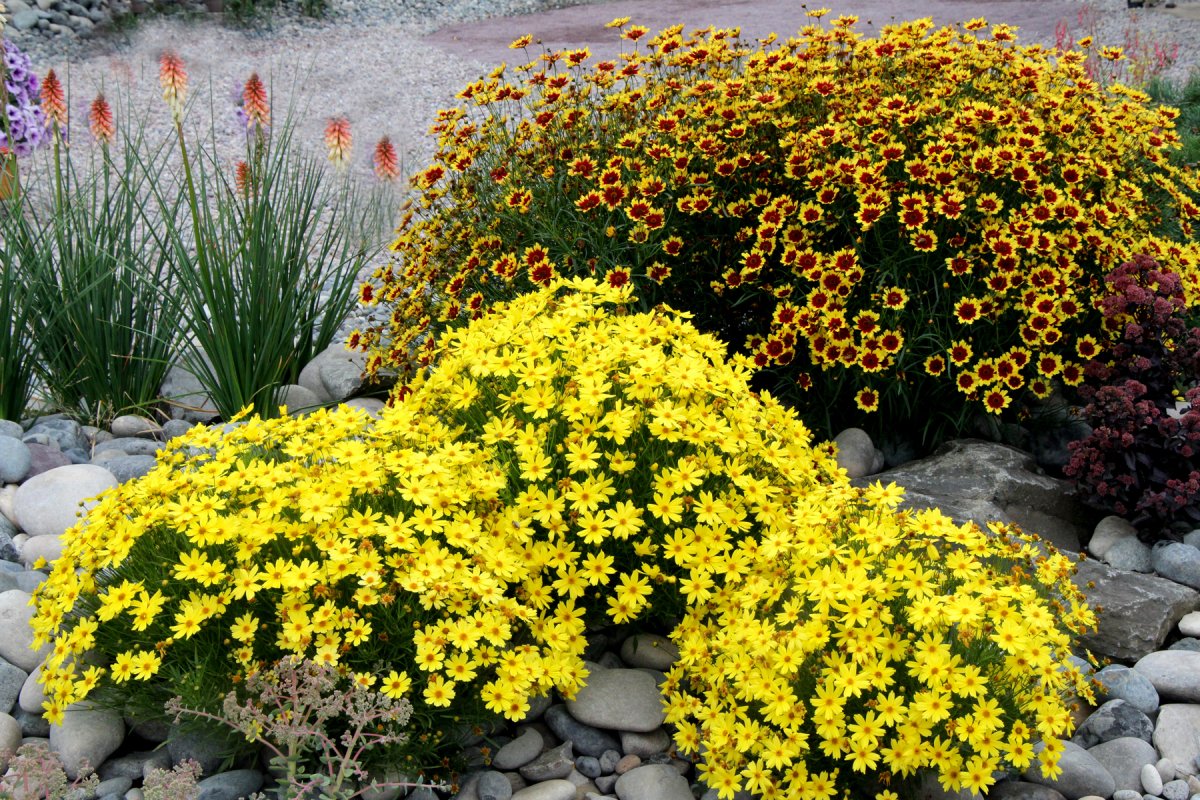 Кореопсис Coreopsis Bengal Tiger