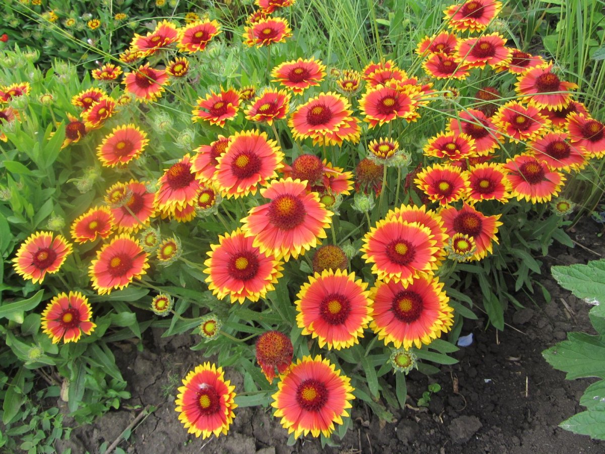 Гайлардия Gaillardia Foug.
