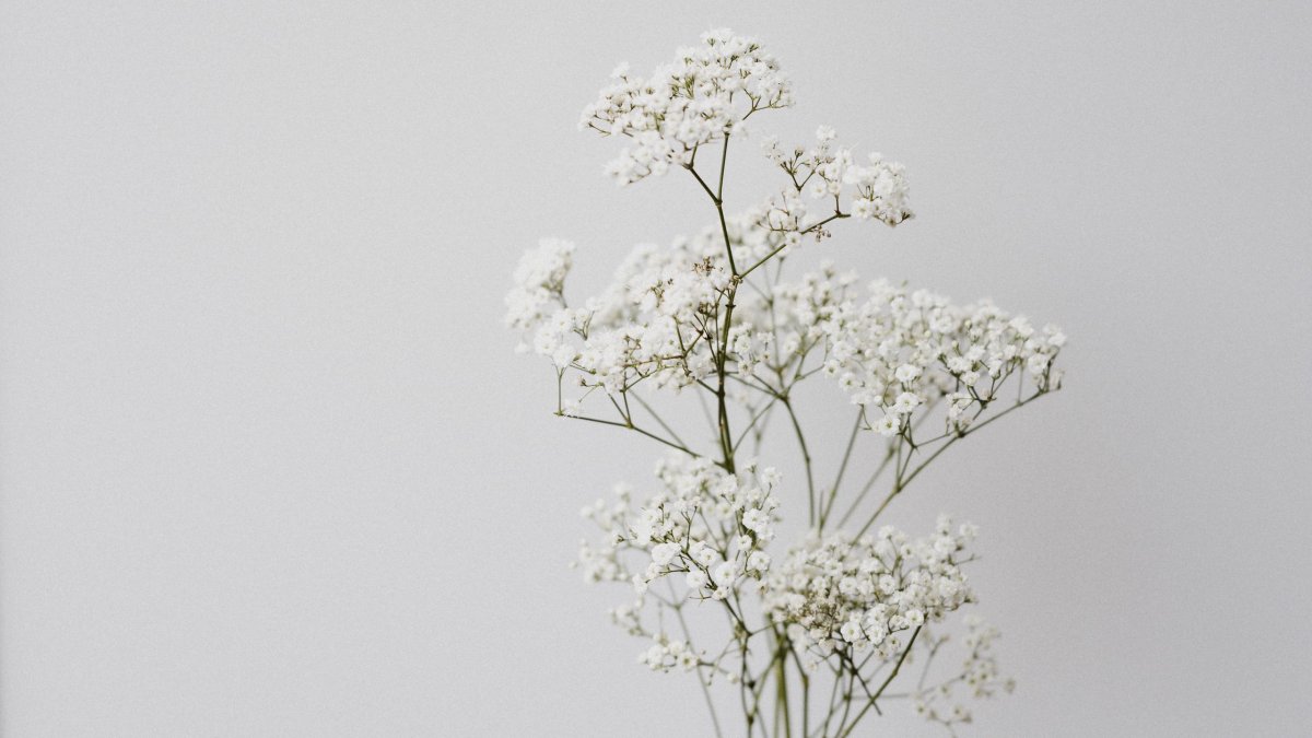 Гипсофила White