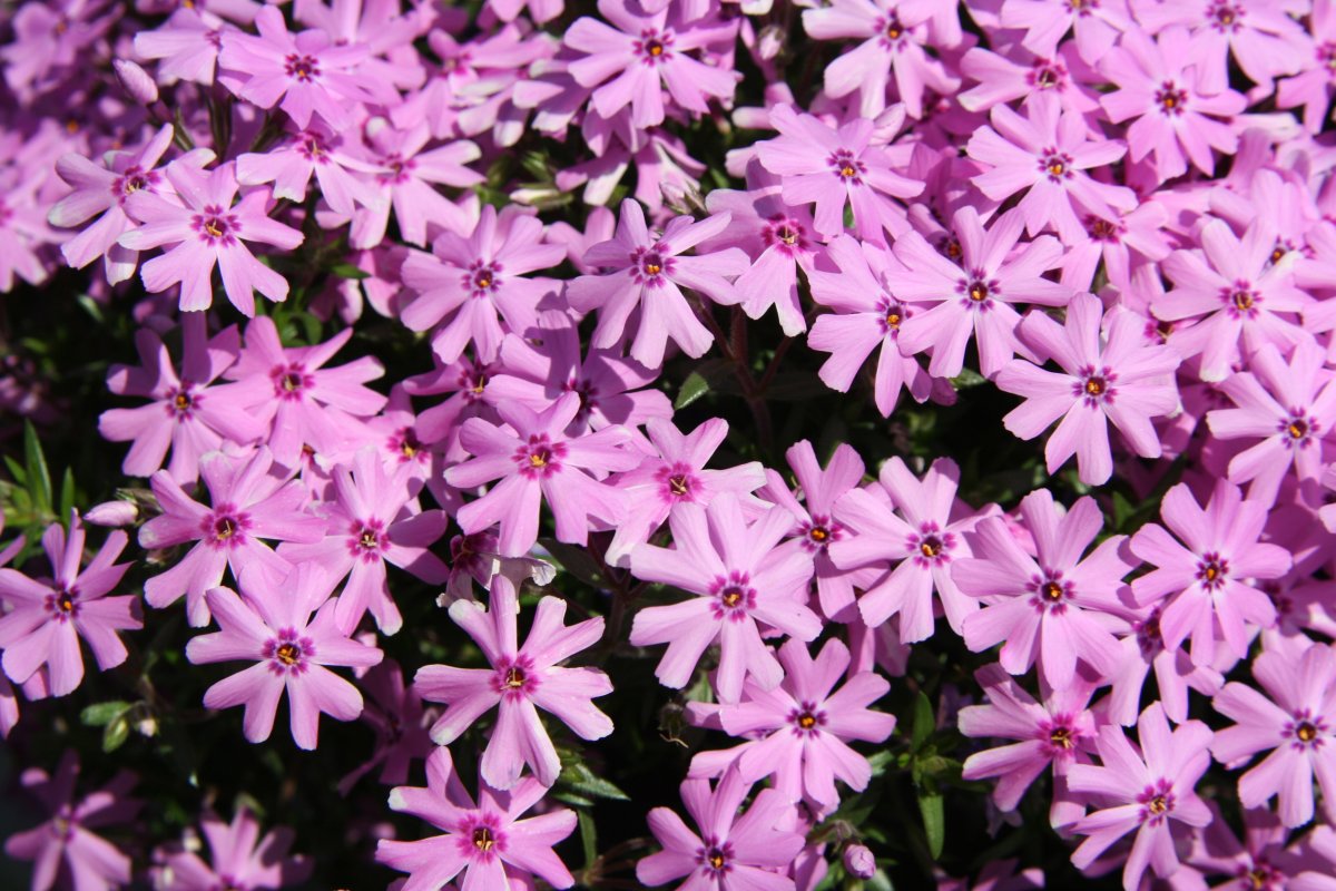 Флокс шиловидный `Pink`