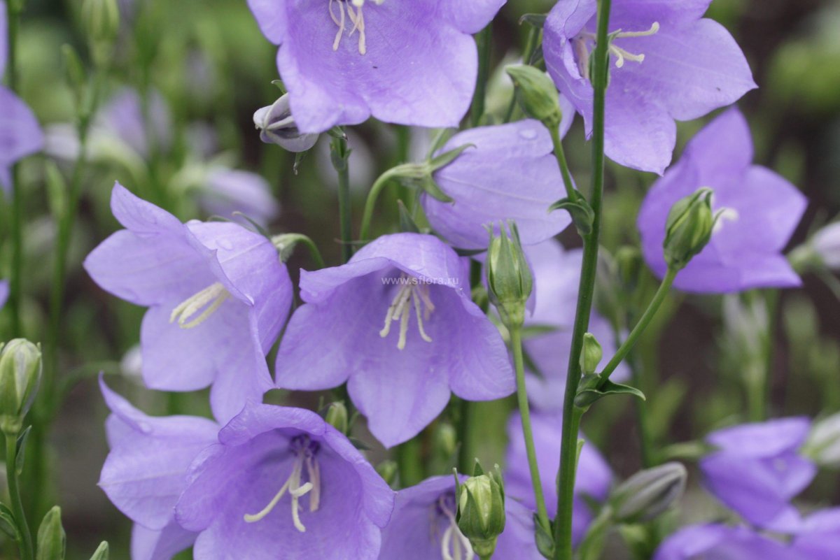 Колокольчик персиколистный (Campanula persicifolia)