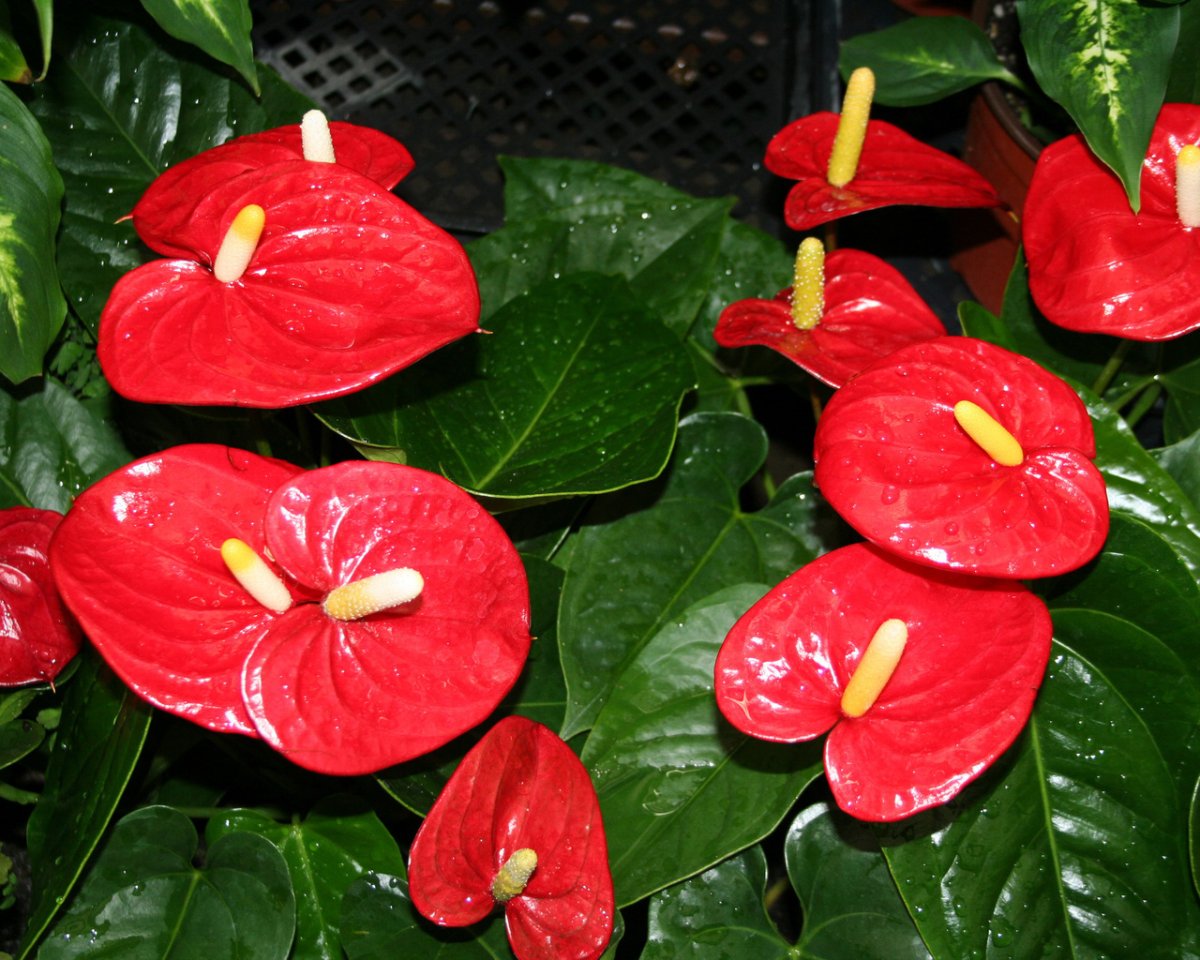 Комнатный цветок с красными восковыми цветами