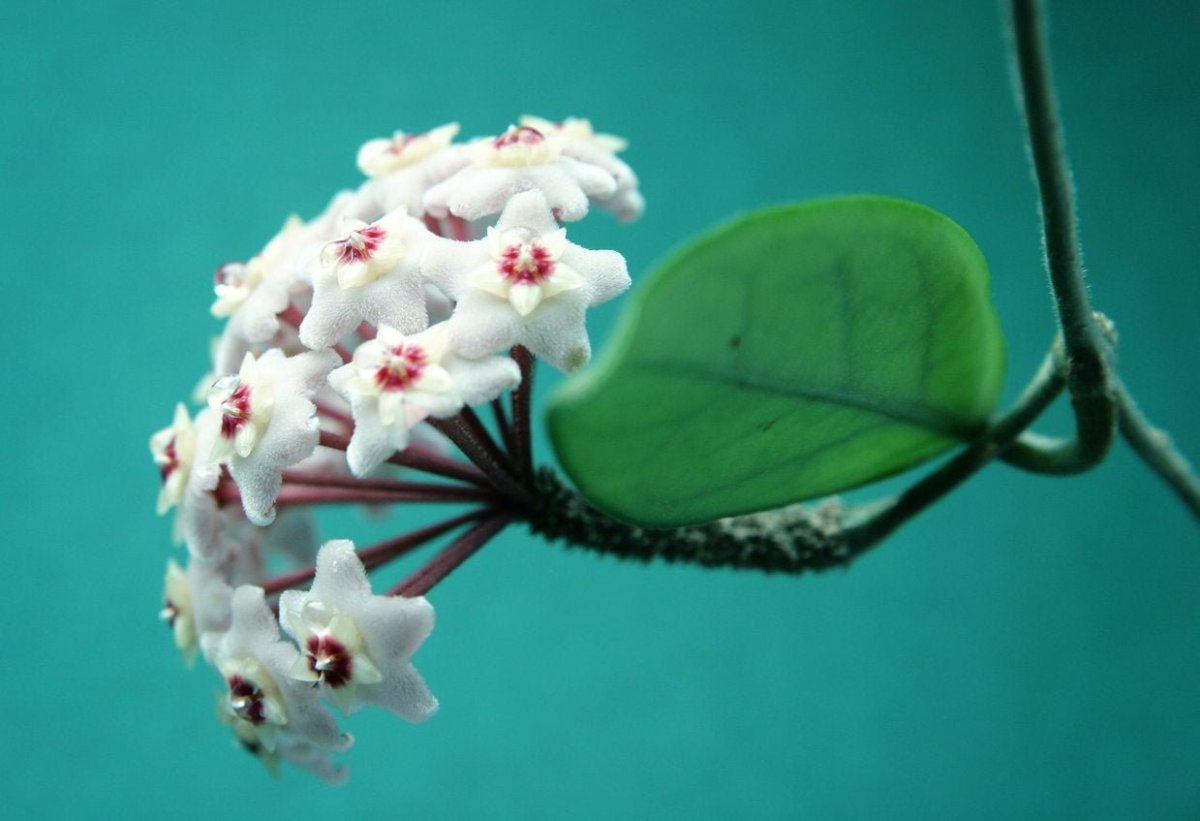 Hoya shepherdii Starter Plant, well Rooted, sent with the Pot, Wax Plant