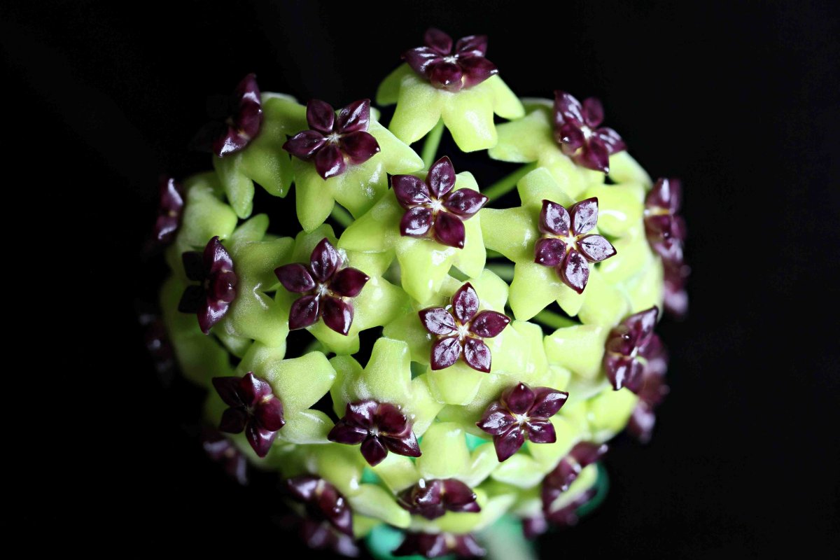 Хойя Hoya cinnamomifolia