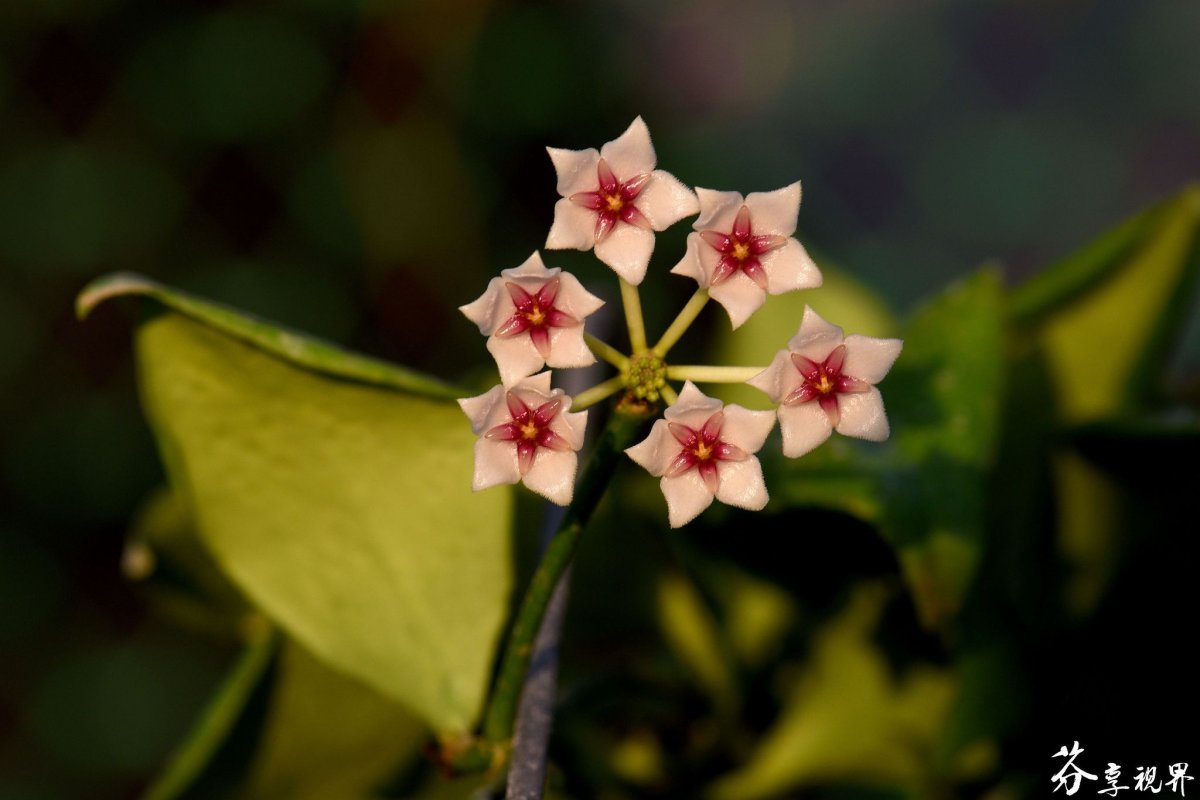 Hoya Oblongata