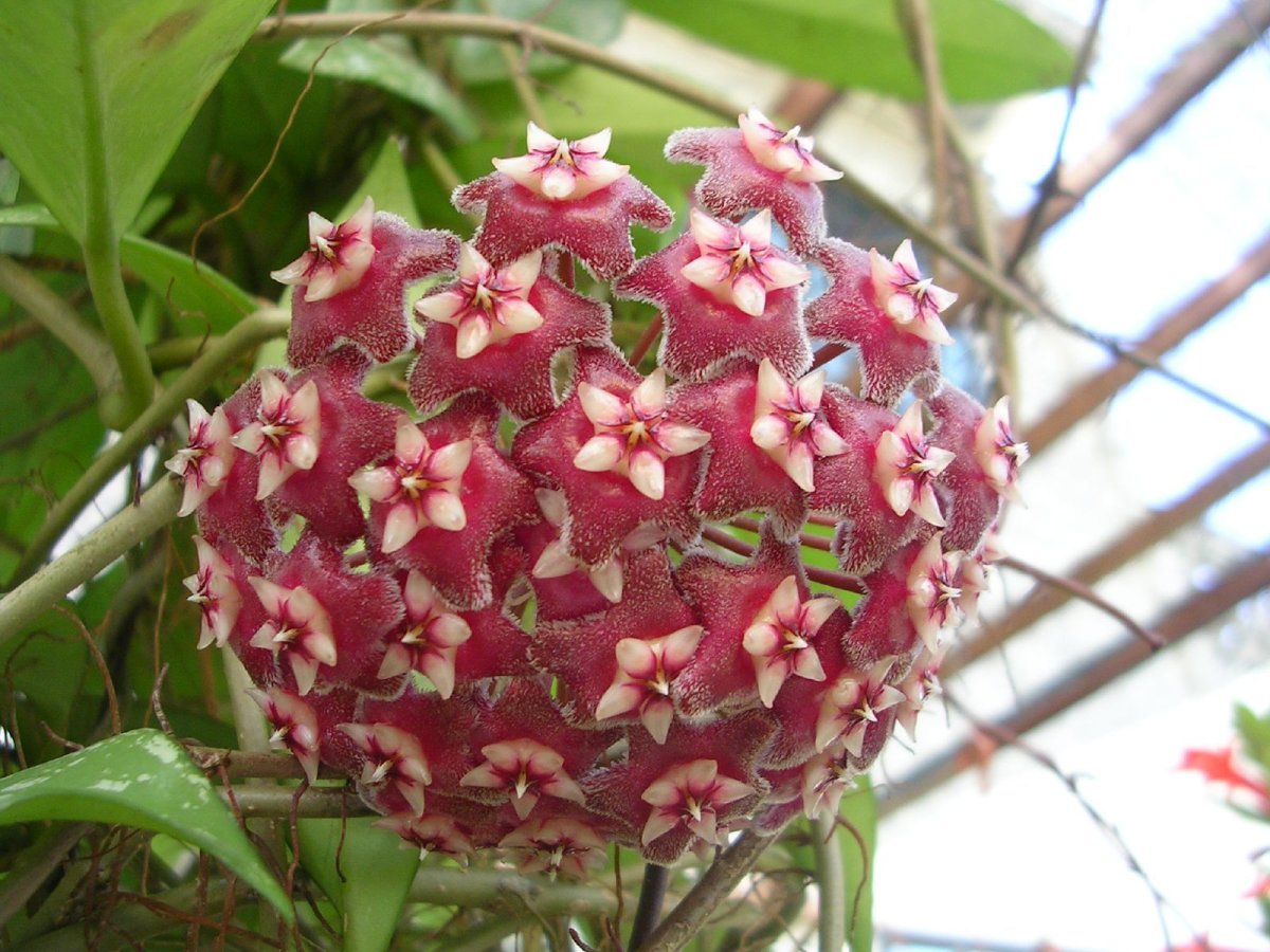 Хойя pubicalyx