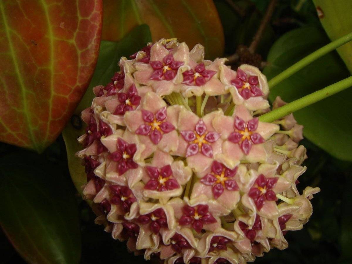 Хойя aldrichii