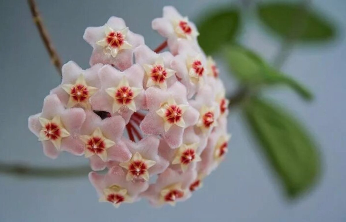 Плющ Хойя