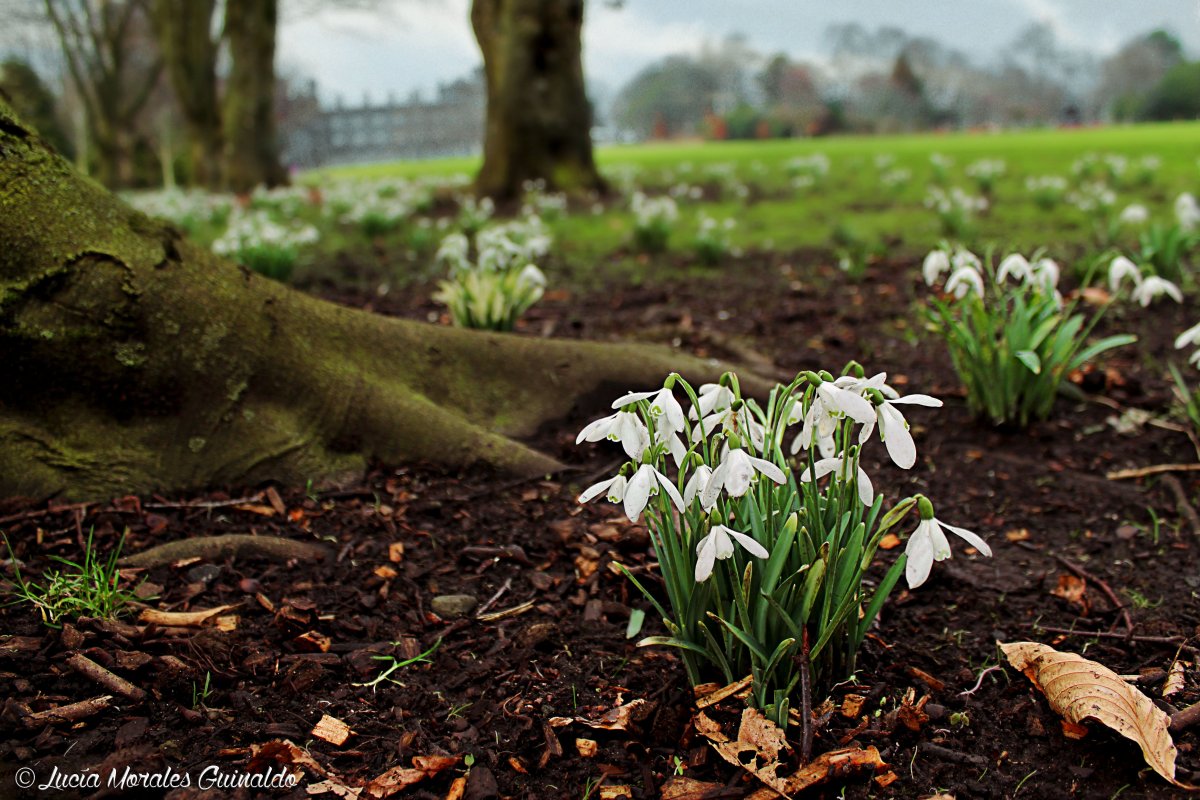 Флора Snowdrops Британии
