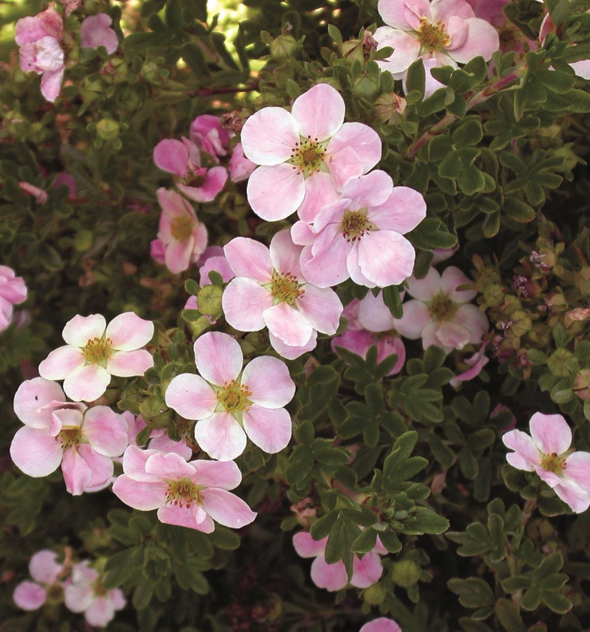 Лапчатка Pink Beauty