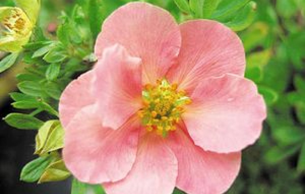 Лапчатка Potentilla Pink Queen
