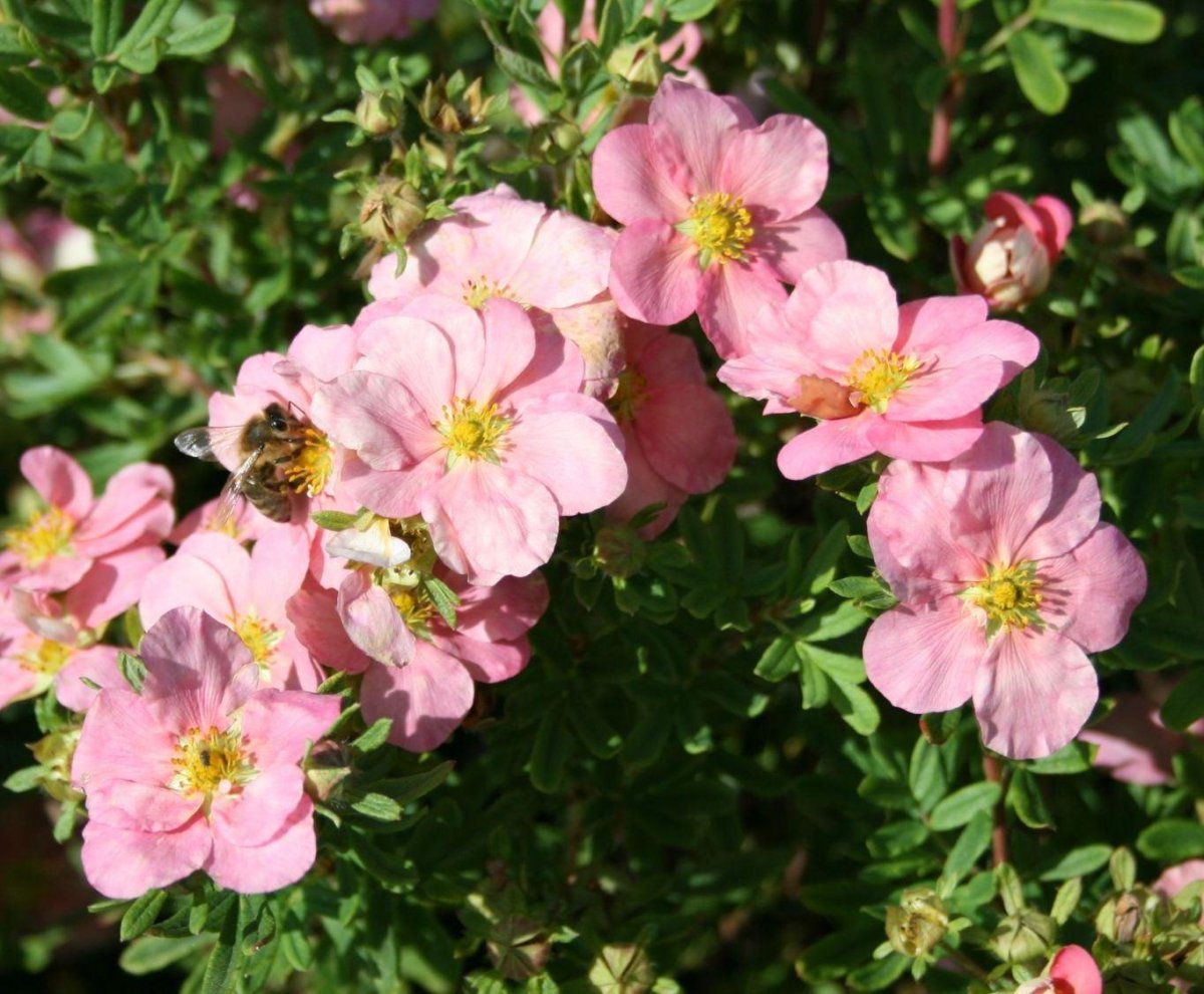 Лапчатка кустарниковая Lovely Pink