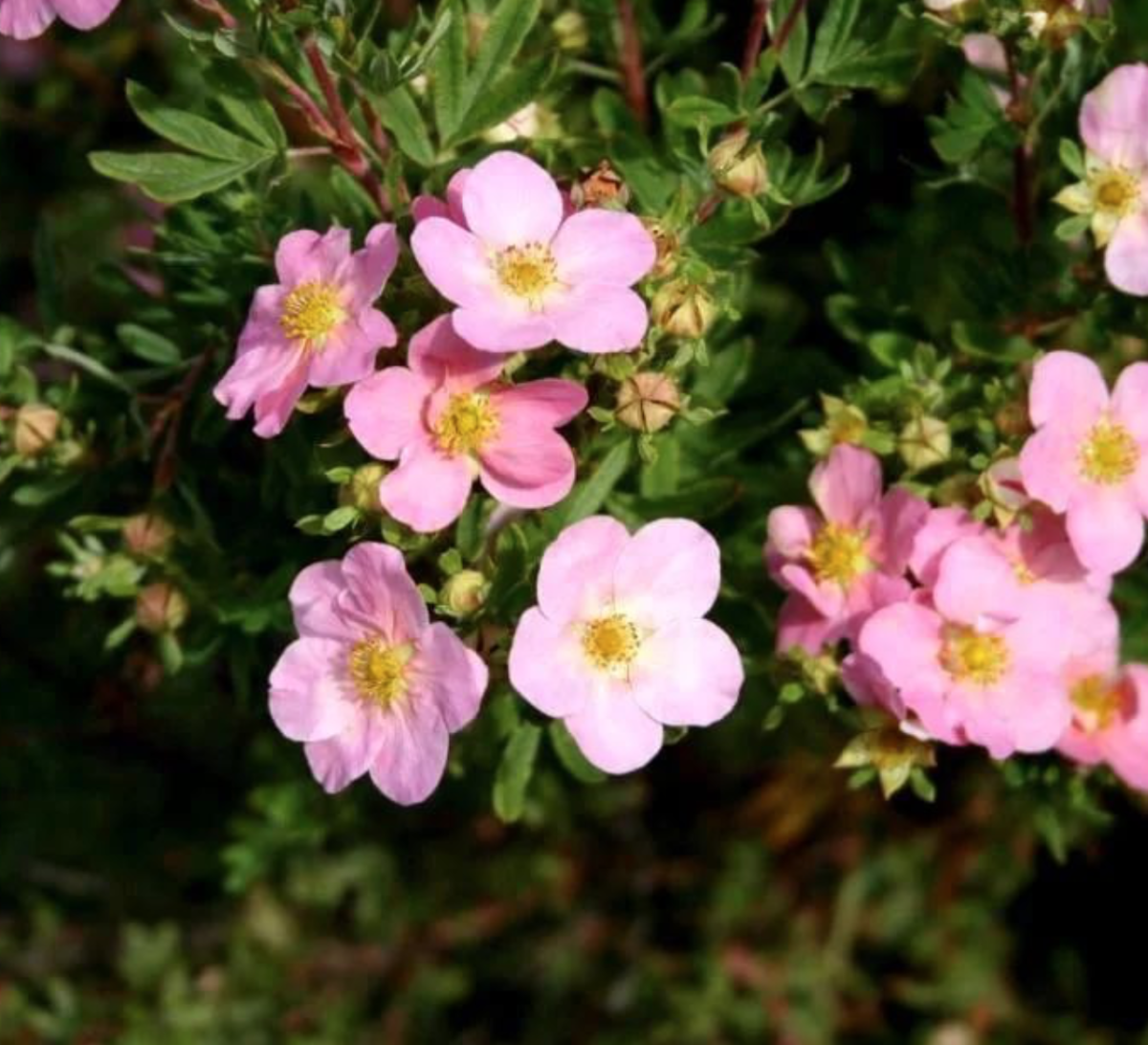 Лапчатка Lovely Pink